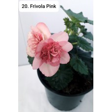 020. Бегония Элатиор Frivola Pink