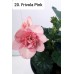 020. Бегония Элатиор Frivola Pink