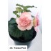 020. Бегония Элатиор Frivola Pink