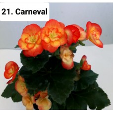 021. Бегония Элатиор Carneval