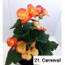 021. Бегония Элатиор Carneval