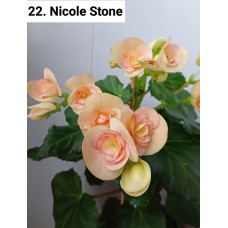 022. Бегония элатиор Nicole Stone