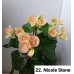 022. Бегония элатиор Nicole Stone