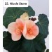 022. Бегония элатиор Nicole Stone