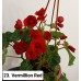 023. Бегония элатиор Vermillion Red