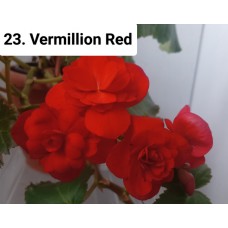 023. Бегония элатиор Vermillion Red