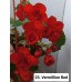 023. Бегония элатиор Vermillion Red