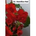 023. Бегония элатиор Vermillion Red
