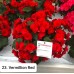 023. Бегония элатиор Vermillion Red