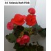 024. Бегония элатиор Solenia Dark Pink