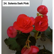 024. Бегония элатиор Solenia Dark Pink