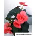 024. Бегония элатиор Solenia Dark Pink