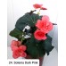 024. Бегония элатиор Solenia Dark Pink