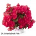 024. Бегония элатиор Solenia Dark Pink
