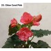 025. Бегония элатиор Chloe Coral Pink