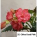 025. Бегония элатиор Chloe Coral Pink