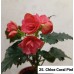 025. Бегония элатиор Chloe Coral Pink