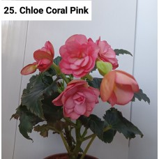 025. Бегония элатиор Chloe Coral Pink
