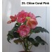 025. Бегония элатиор Chloe Coral Pink