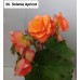 026. Бегония Solenia Apricot