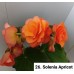 026. Бегония Solenia Apricot