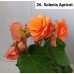 026. Бегония Solenia Apricot
