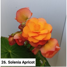 026. Бегония Solenia Apricot