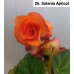 026. Бегония Solenia Apricot