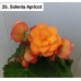 026. Бегония Solenia Apricot