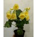 027. Бегония Solenia Yellow