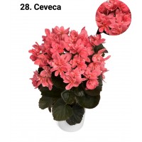 028. Бегония элатиор Ceveca