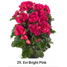 029. Бегония элатиор Evi Bright Pink