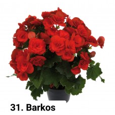 031. Бегония элатиор Barkos