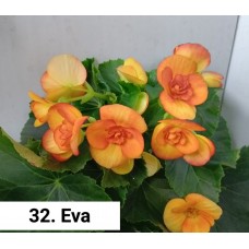032. Бегония элатиор Eva