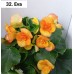 032. Бегония элатиор Eva