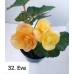 032. Бегония элатиор Eva