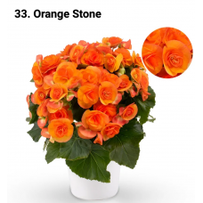 033. Бегония элатиор Orange Stone