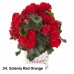 034. Бегония элатиор Solenia Red Orange