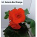 034. Бегония элатиор Solenia Red Orange
