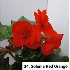 034. Бегония элатиор Solenia Red Orange