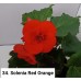 034. Бегония элатиор Solenia Red Orange
