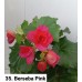 035. Бегония элатиор Berseba Pink
