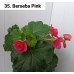 035. Бегония элатиор Berseba Pink