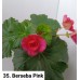 035. Бегония элатиор Berseba Pink