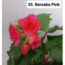 035. Бегония элатиор Berseba Pink