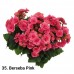 035. Бегония элатиор Berseba Pink