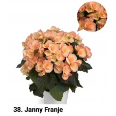 038. Бегония элатиор Janny Franje
