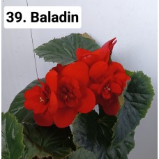 039. Бегония элатиор Baladin  (K)
