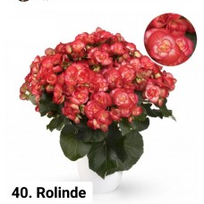 040. Бегония элатиор Rolinde