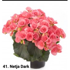 041. Бегония элатиор Netja Dark